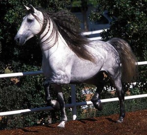 Obrazek