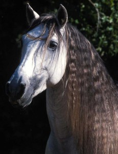 Obrazek