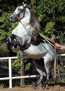 Obrazek