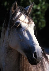 Obrazek